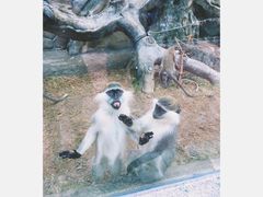 -泉州海丝野生动物世界