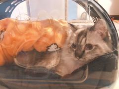 -纳吉亚猫专科动物诊疗中心(蒋宅口分院)