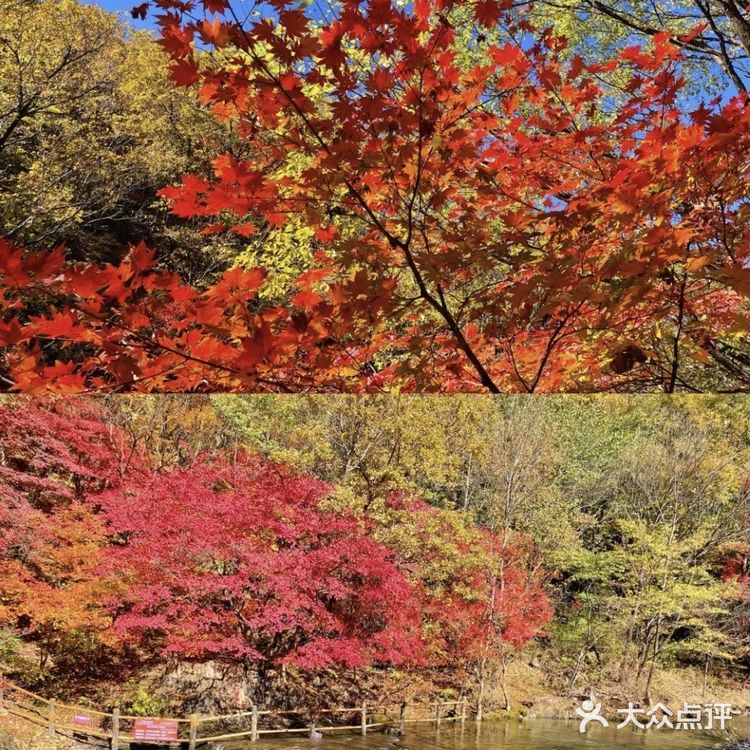 本溪枫叶红了🍁秋季关门山只为这一抹红