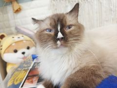 -平行世界·猫咖(首经贸店)
