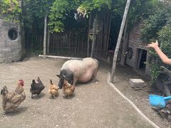 -樂桃源奉贤黄桃种植采摘基地