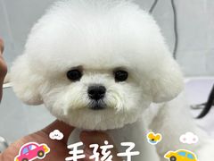 -翊宠yipet猫狗购宠庄园犬舍•猫舍