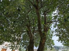 -涠洲岛-圣母堂