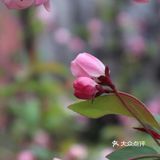 武汉踏青处｜聊赠一枝春