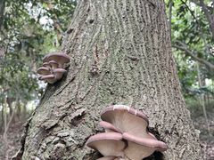 -上海佘山国家森林公园天马山园