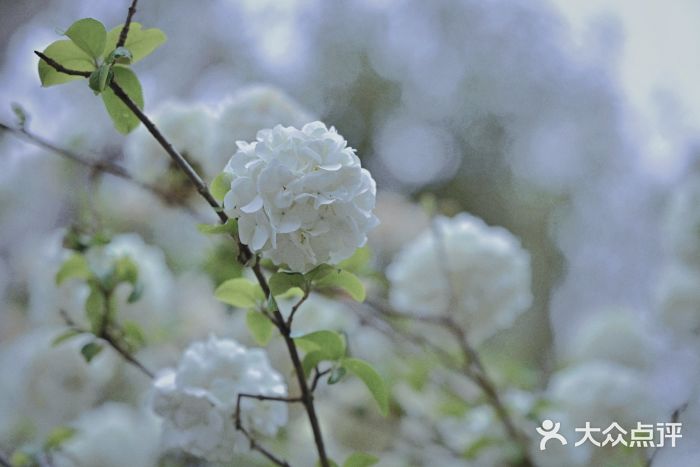 琴亭湖公园图片