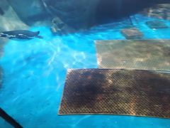 -海合安武汉极地海洋公园