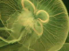 -临沂极地海洋王国
