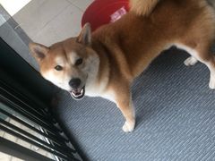 -柴源莊·柴小宠柴犬咖啡