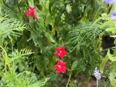 -紫海香堤香草艺术庄园