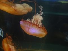 -重庆欢乐海底世界