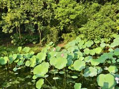 -上海滨江森林公园