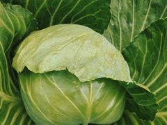 -庞各庄翠芳园西瓜蔬菜基地采摘园