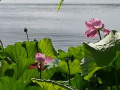 -西湖外事游船(花港观鱼码头)