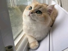 -美联众合动物医院·24h转诊中心