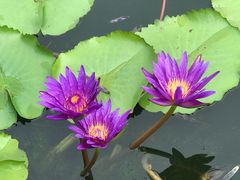 -国家植物园南园