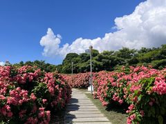 -深圳湾公园(南山区)