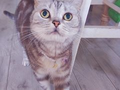 -海边的猫和咖啡馆