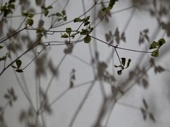 -COTTON CAFE(德信·中外公寓店)