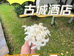 -清迈菩提塞雷纳