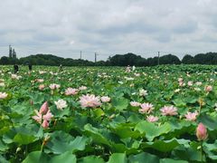 -嘉北郊野公园