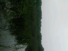 android_upload_pic-西湖风景区-江洋畈生态公园