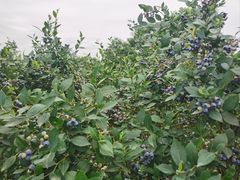 -金谷域澳洲庄园