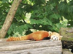 -都江堰中华大熊猫苑