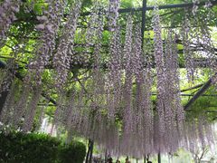 -嘉定紫藤园