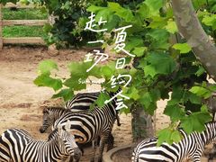 -西霞口神雕山野生动物世界