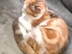 -宠颐生宠物医院·骨外科·犬猫全科诊疗中心(池州店)