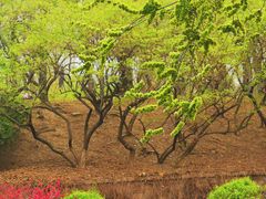 -元大都城垣遗址公园