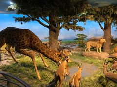 -国家自然博物馆