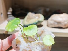 -苏州艺都古玩花鸟市场