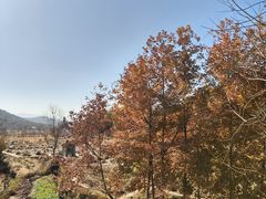 -塔川景区
