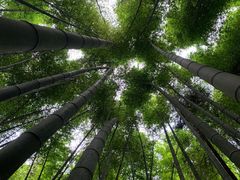 -缙云山景区