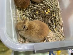 -中环花鸟鱼虫市场