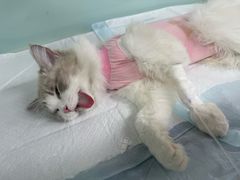 -达爱动物医院·犬猫分区·CT·复杂眼科(远洋山水分院)