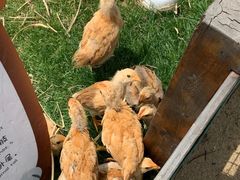 -前小桔亲子创意农场·草莓采摘·露营烧烤