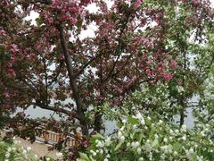 -长白岛森林公园