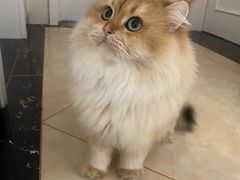 -东方名猫馆·英短金渐层布偶猫舍(环线广场1号楼店)