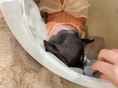 -怪兽屋·羊驼·猫咖·狗咖(俊华广场店)