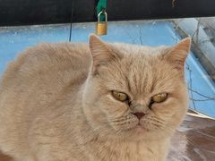 -猫小院猫主题餐厅(南锣旗舰店)