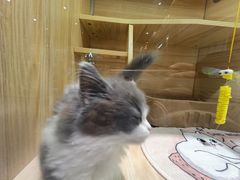 -momokira米努特·德文卷毛猫·棉花面纱犬