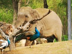 -北京野生动物园