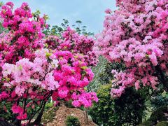 -深圳市中科院仙湖植物园