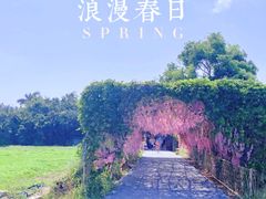 -亚龙湾国际玫瑰谷