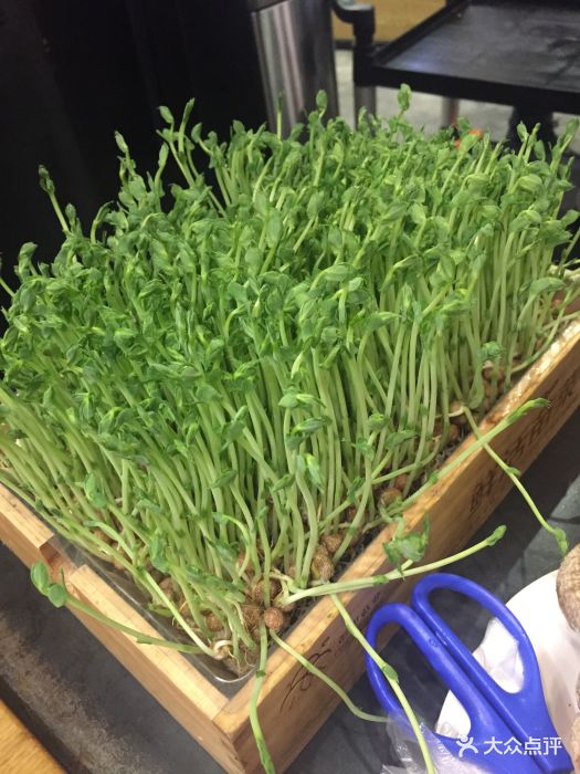 熊猫老灶火锅(延安西路店)青豆苗图片 第7张