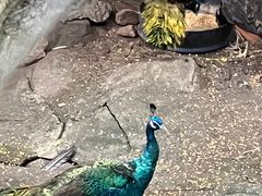-青青世界