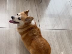 -申普宠物医院·眼科·心内科·影像科(普陀分院)